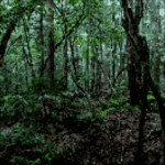 ドッド工房が撮影した写真（ドット絵こんばーたで変換後の画像）
