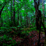 ドッド工房が撮影した写真（PixaToolで変換後の画像）