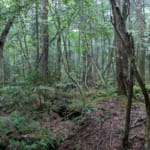 ドッド工房が撮影した写真（変換前の画像）