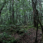 ドッド工房が撮影した写真（TVGで変換後の画像）